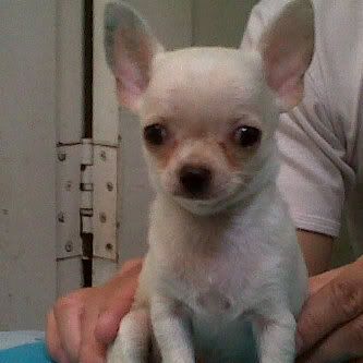 Chihuahuajtn2blstbshowquality4jt.jpg
