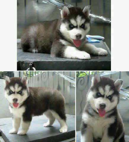 Huskyjtn2blstbtrisulamatabirutulangkasarperfect475jt.jpg