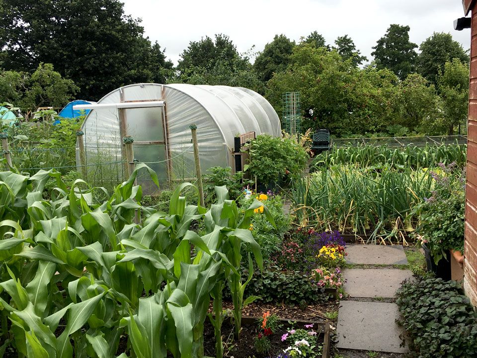 Polytunnel on the allotment