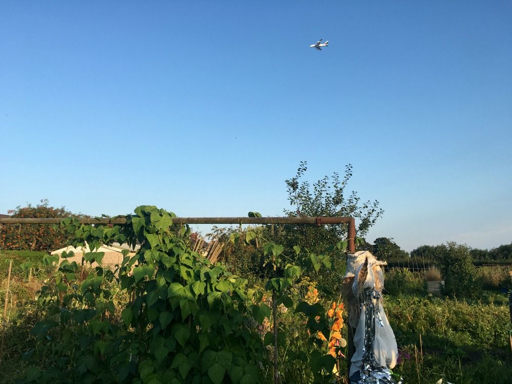 allotment late summer