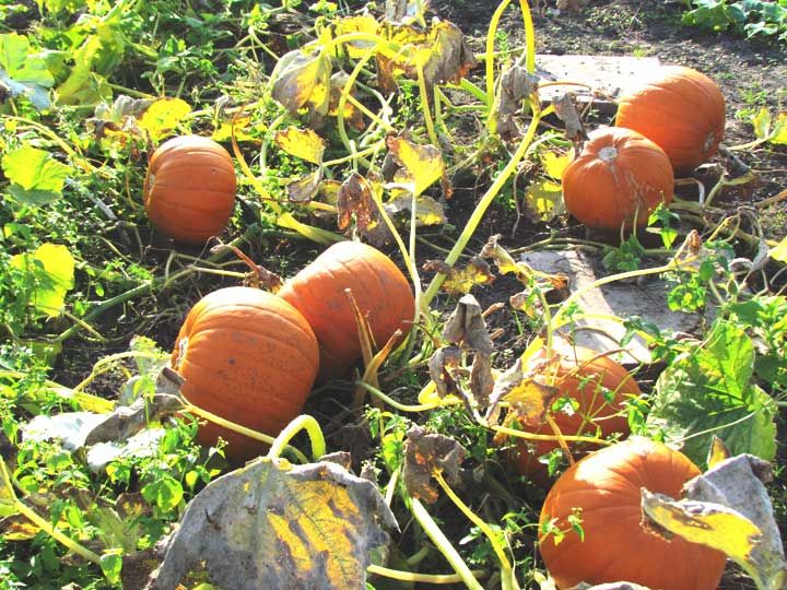 pumpkin patch
