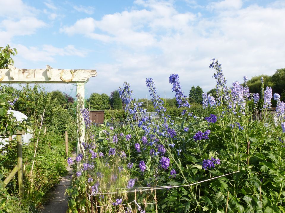 dad's allotment