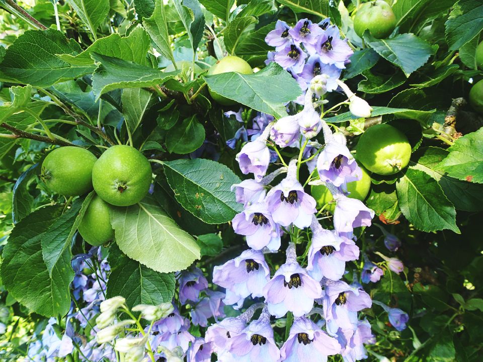 purple and green