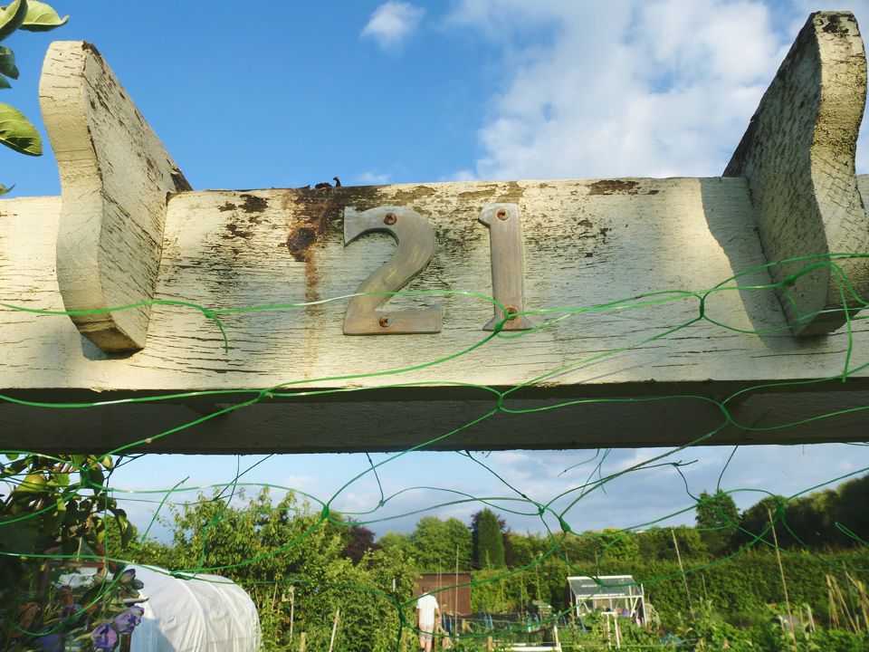 allotment plot