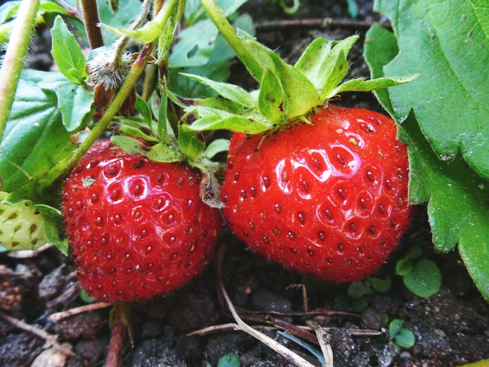 strawberries