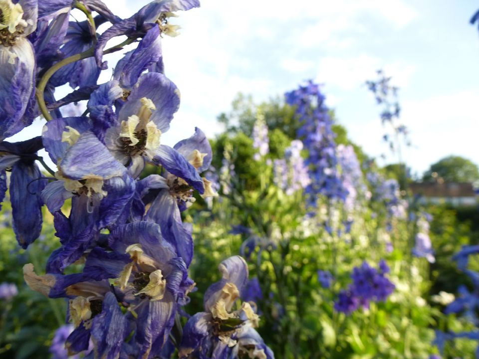 delphiniums