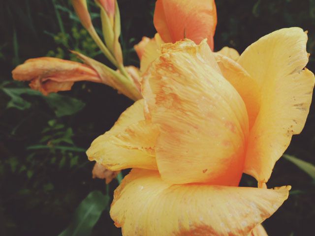 orange gladioli