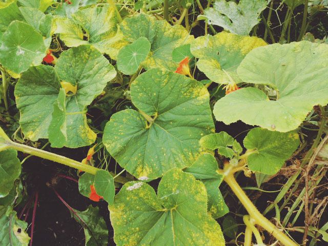 pumpkin leaves