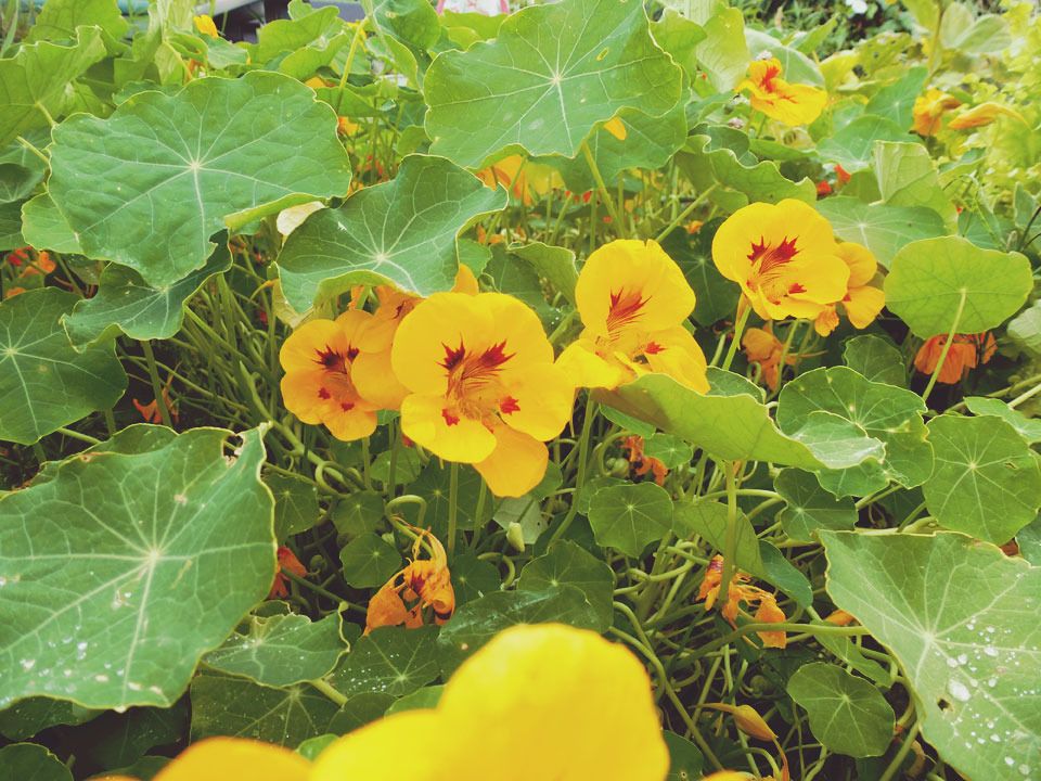 nasturtiums