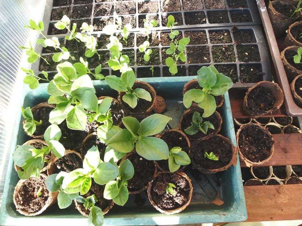 broad-bean-plants