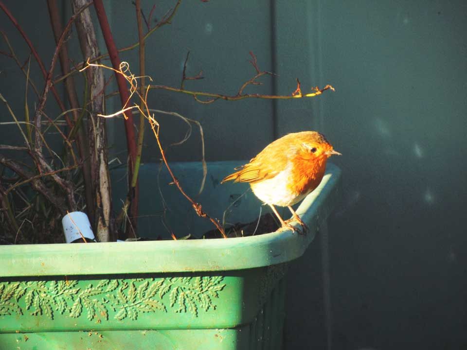 robin