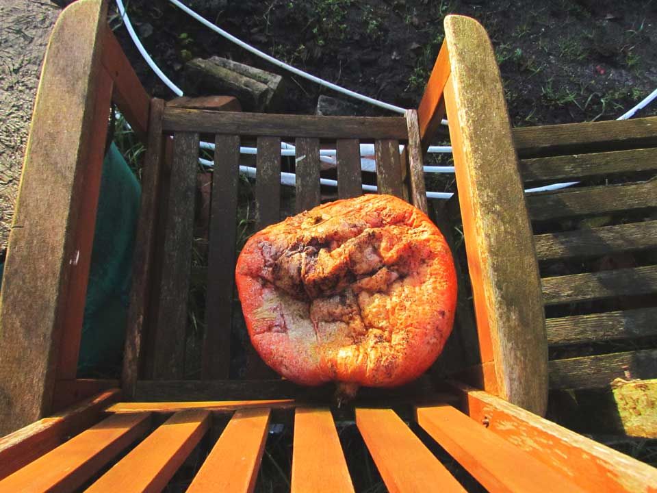 rotten-pumpkin