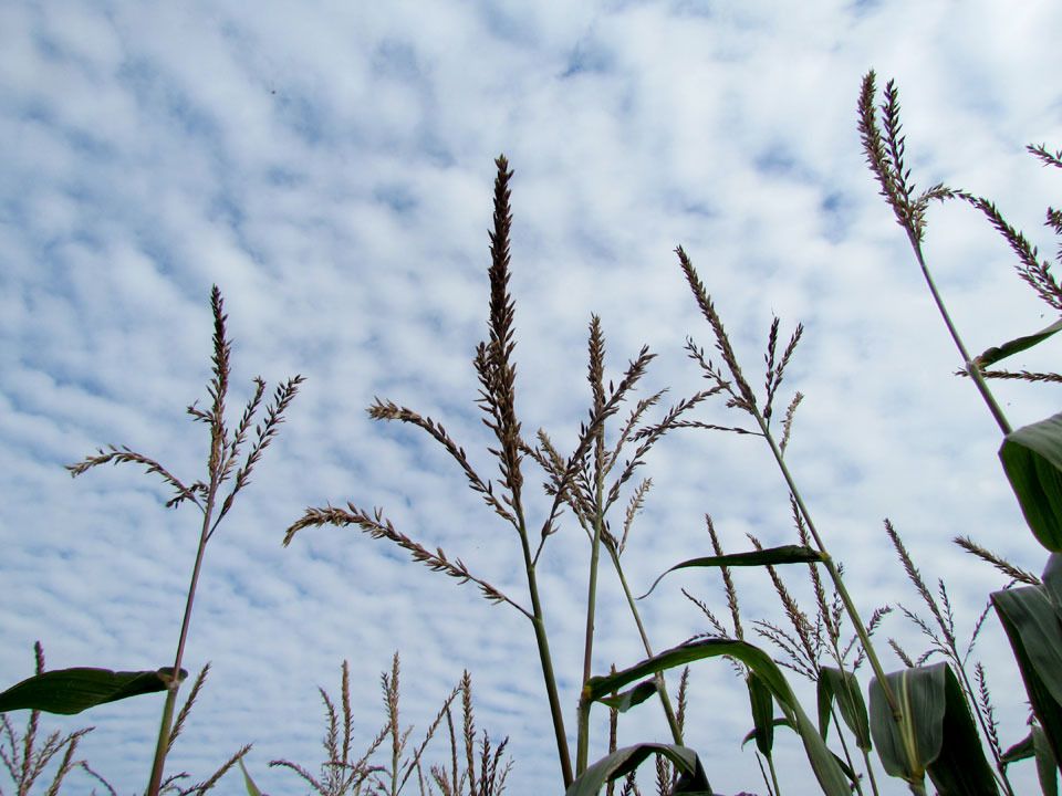 corn tassels