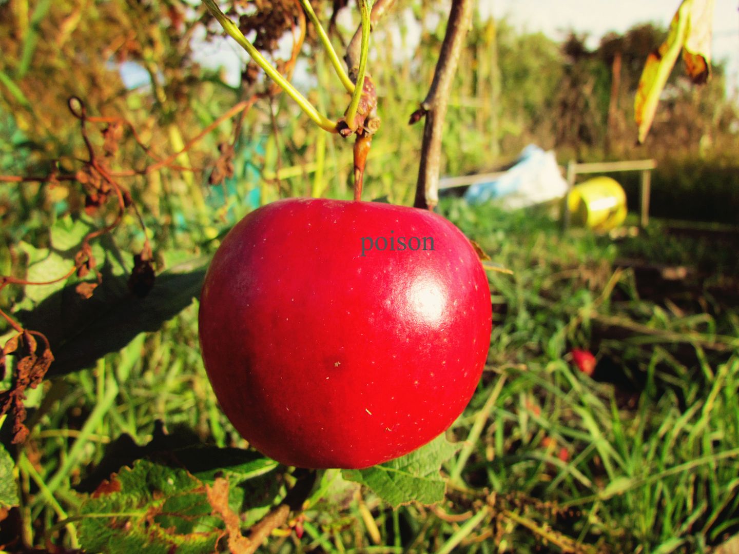 the poison apple