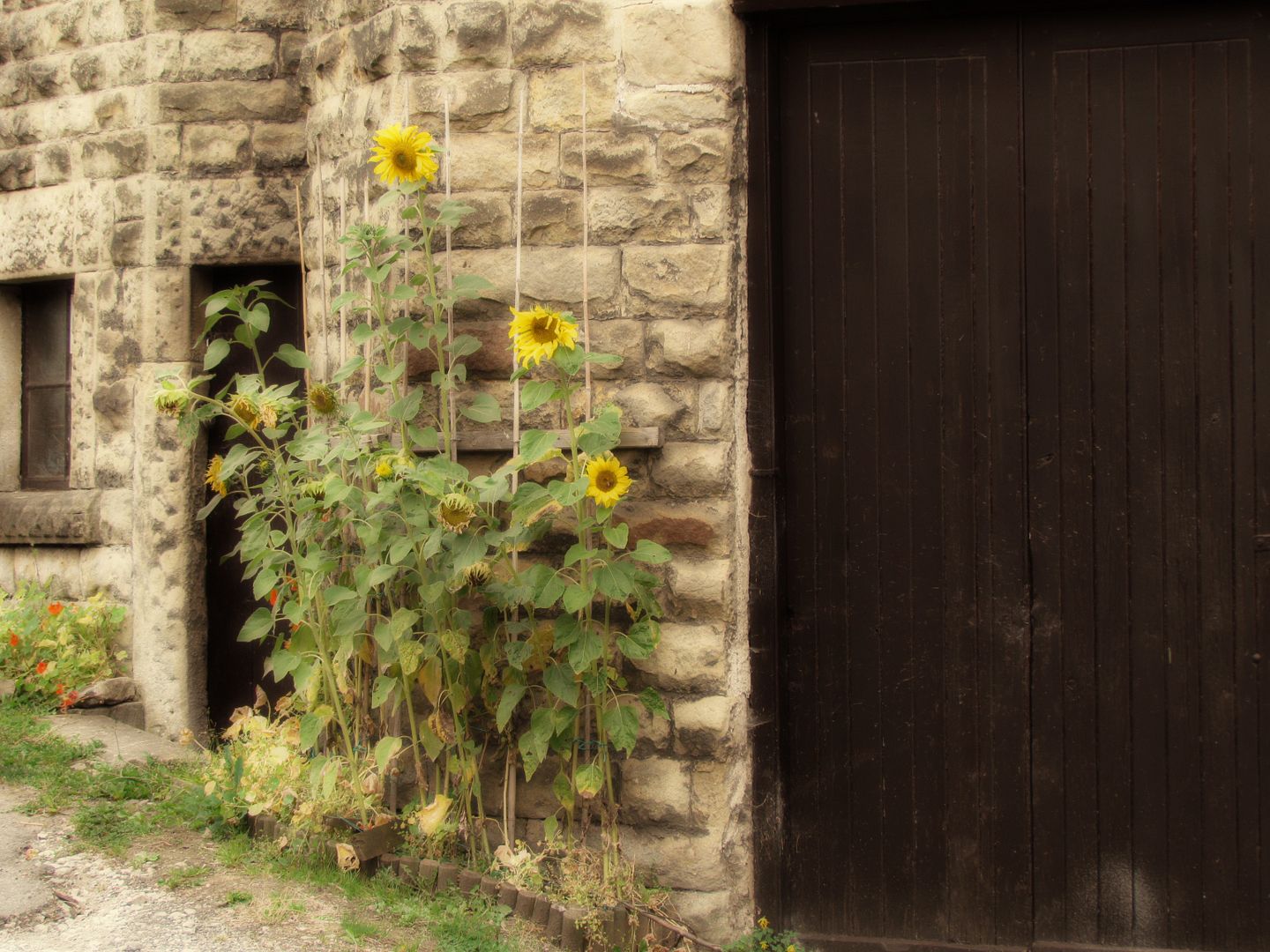 sunflowers