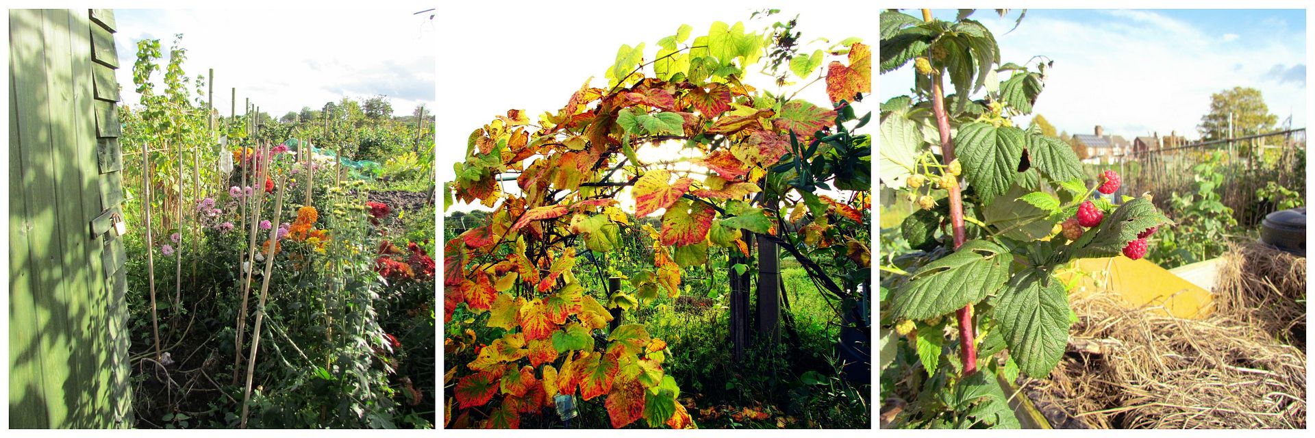 autumn allotment