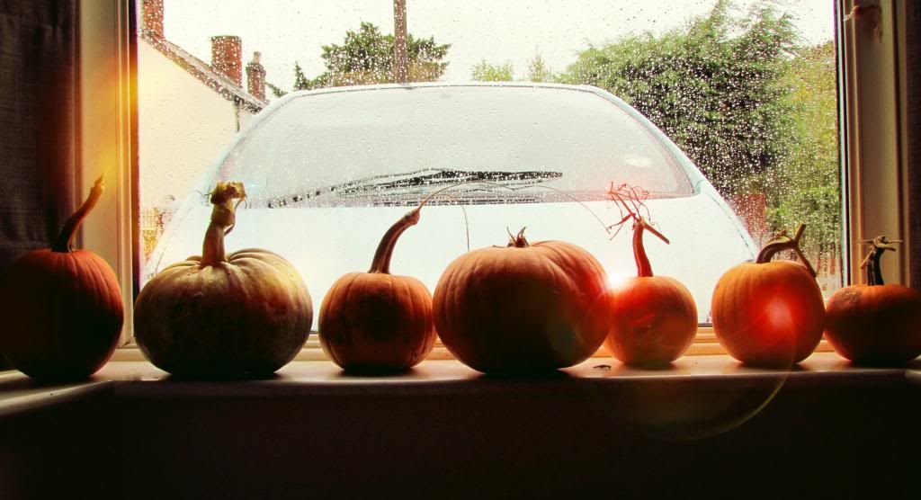 pumpkin row