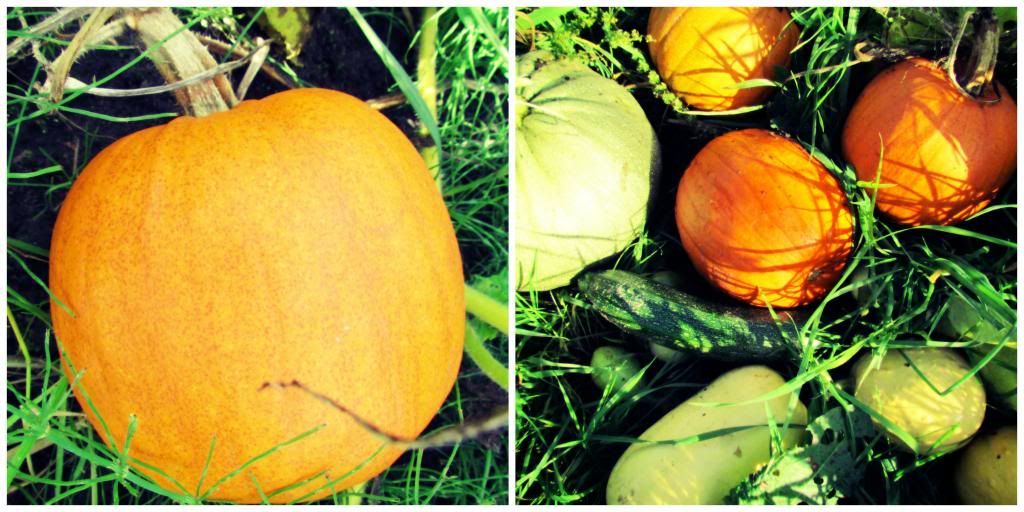 pumpkins