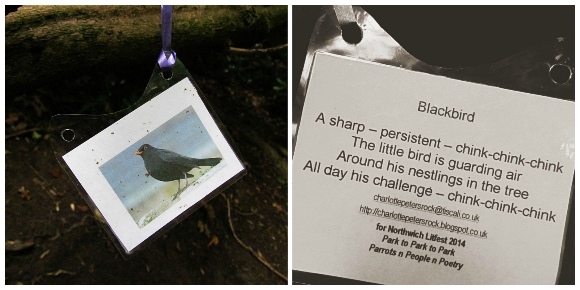 blackbird poem
