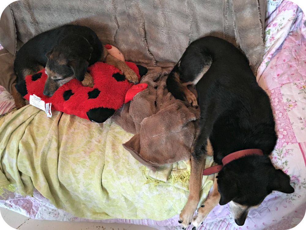 dogs on the sofa