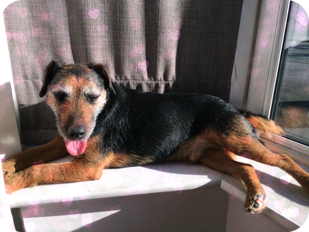 terrier dog