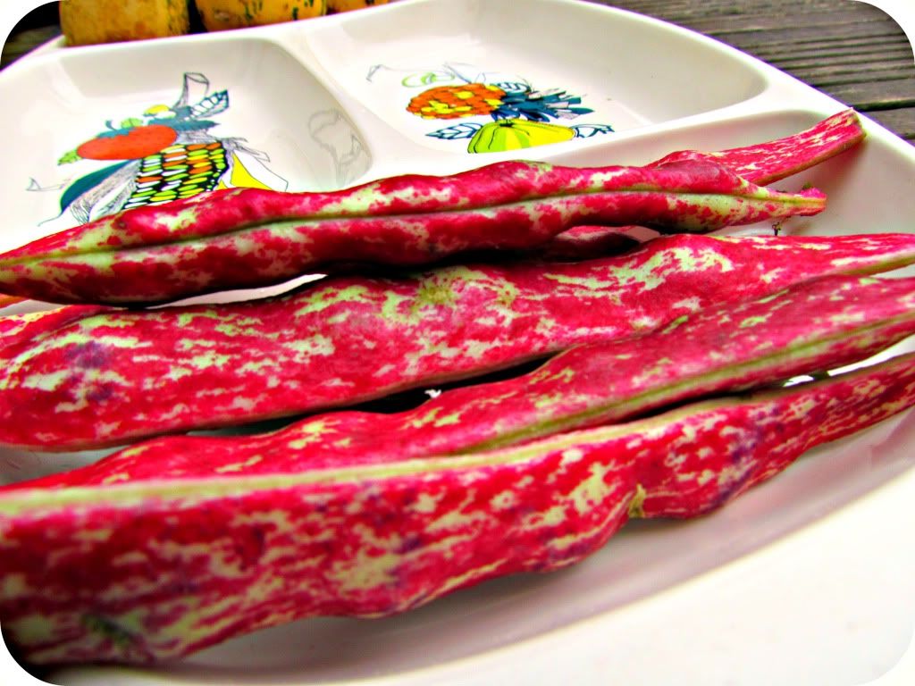Borlotti Beans