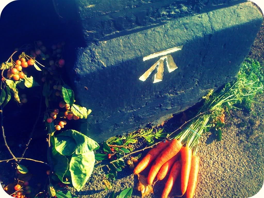 Carrots