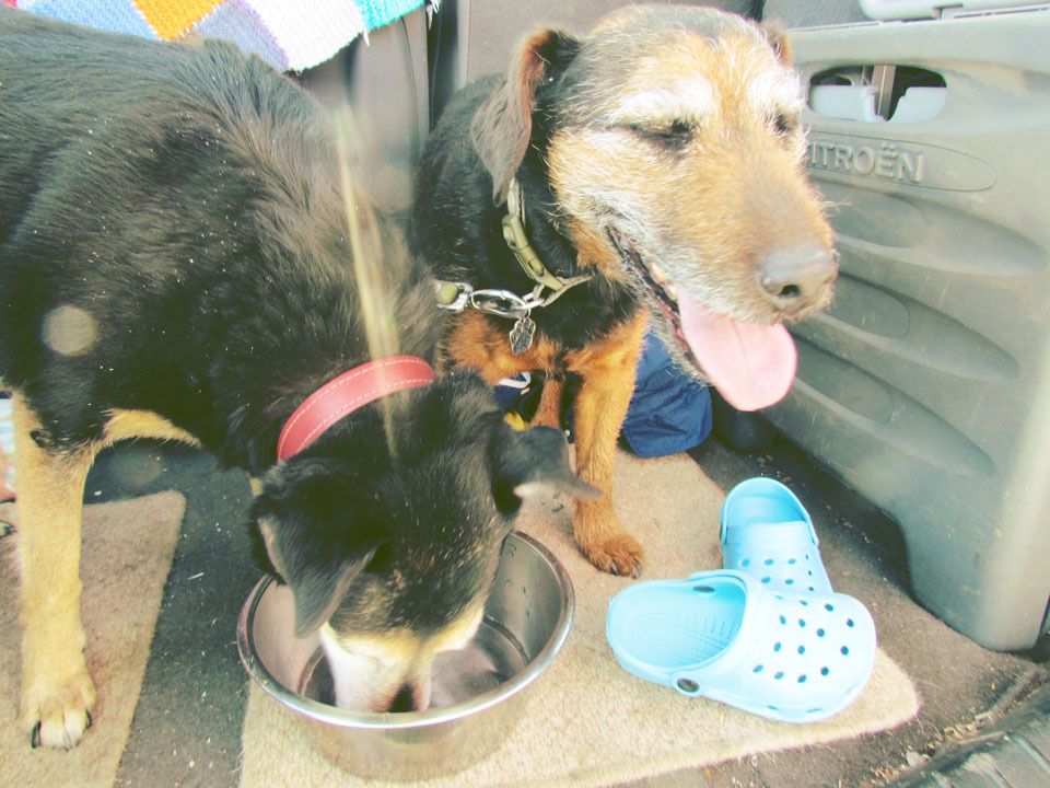 dogs on holiday