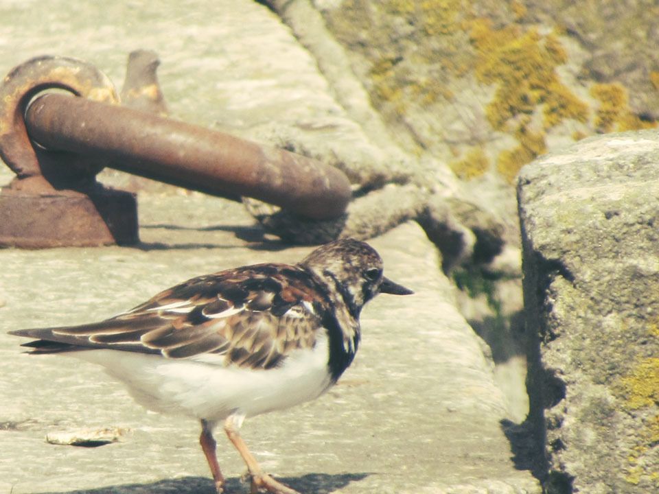 Turnstone bird Mevagissey