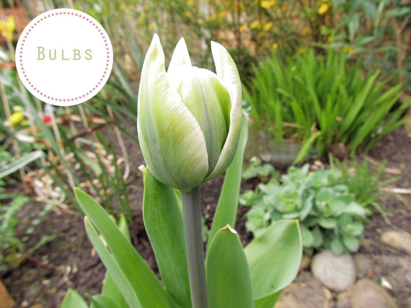 Pale Tulip