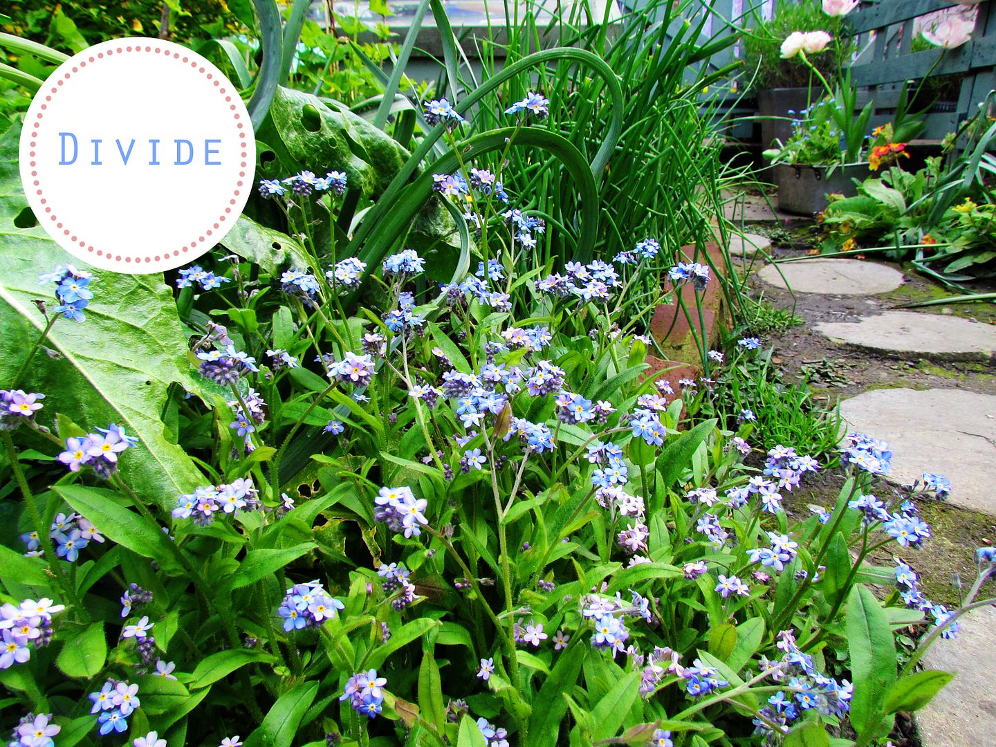 Forget-me-nots
