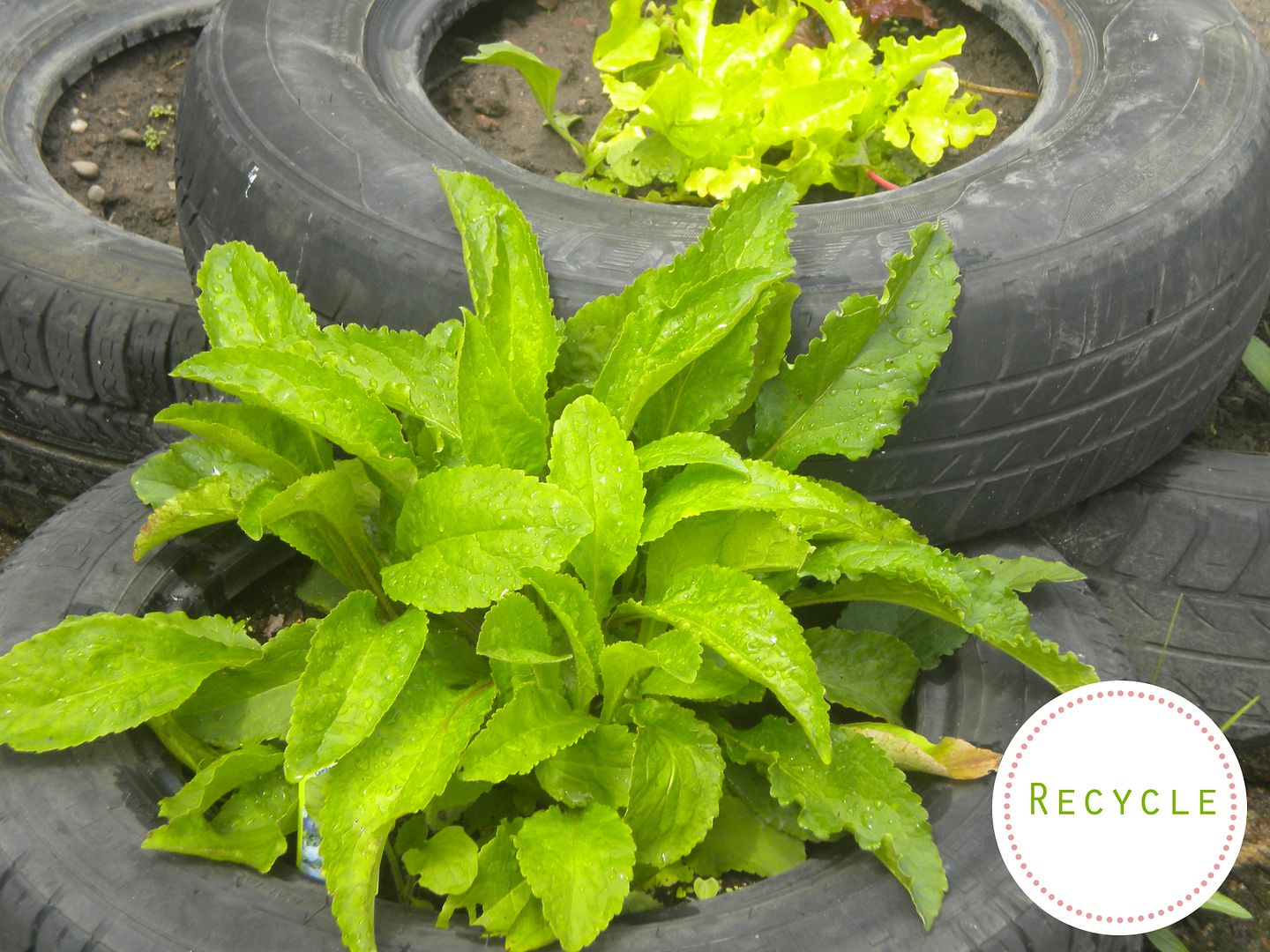 Tyre Planters