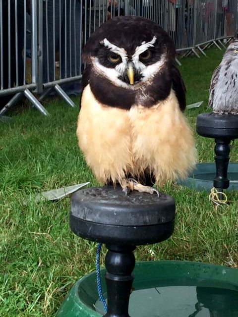 owl
