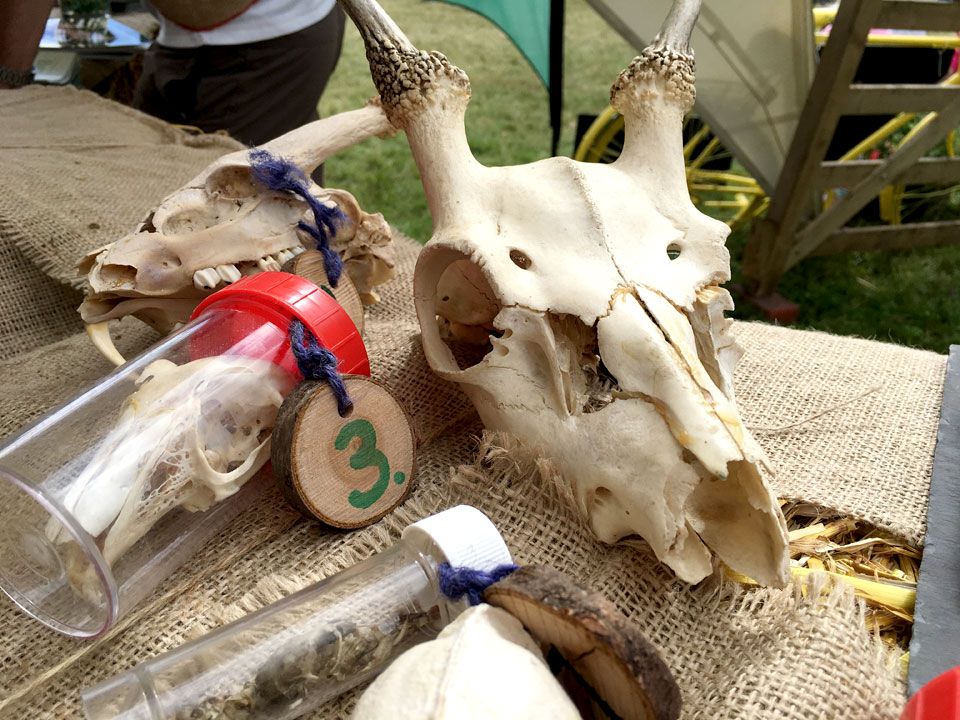 British mammal skulls