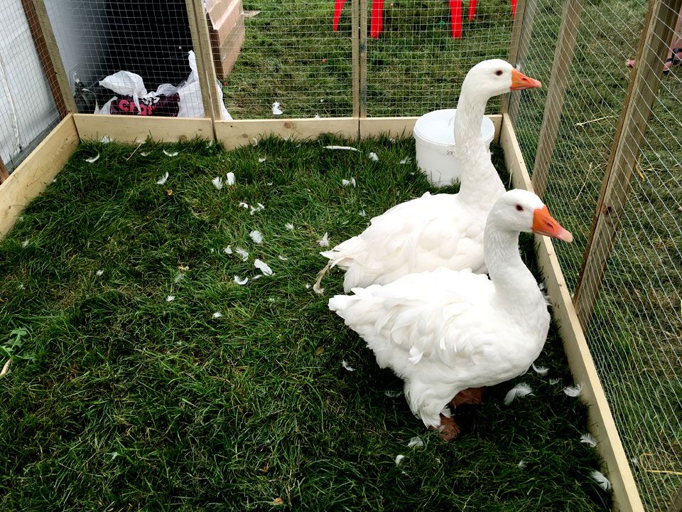 geese