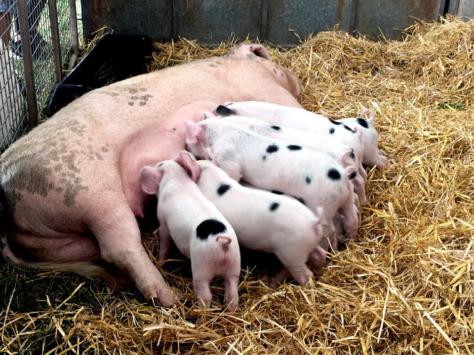 pigs