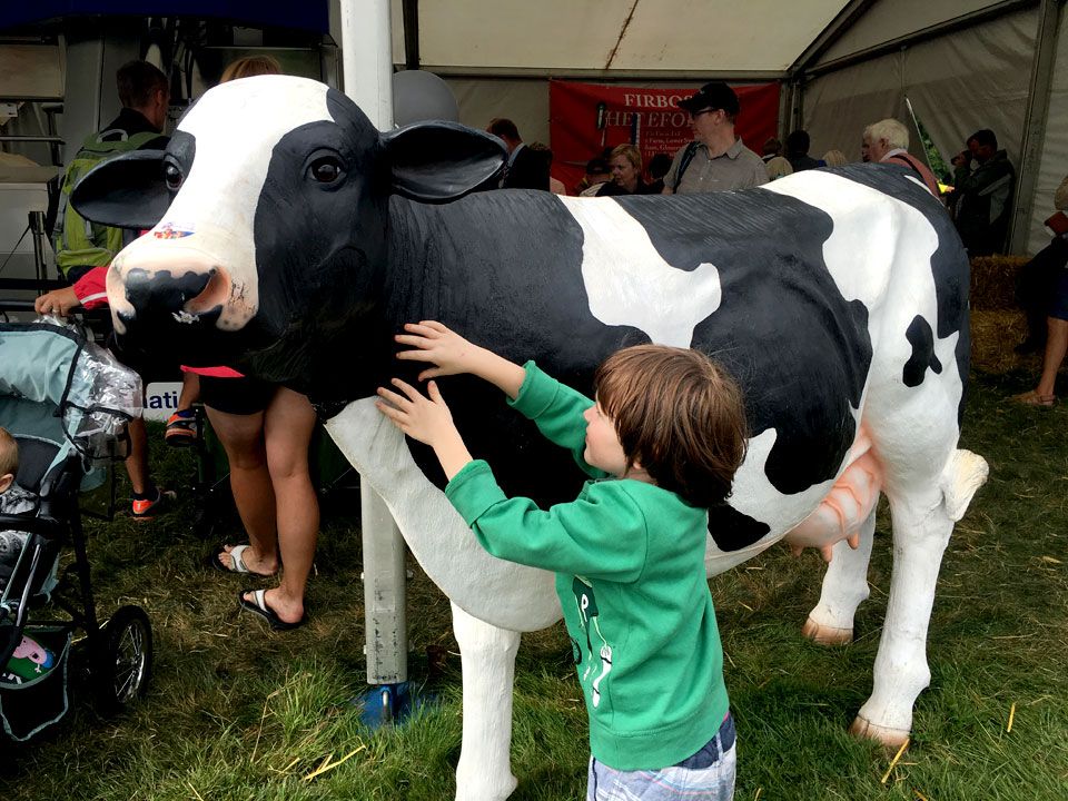 cuddling a cow