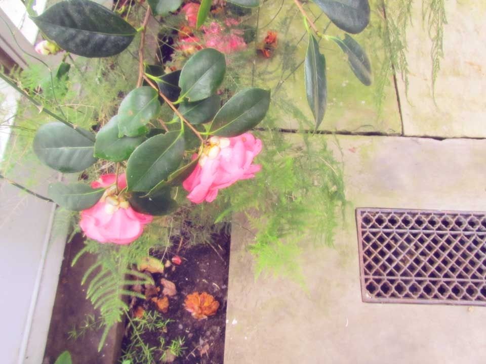 Camellia