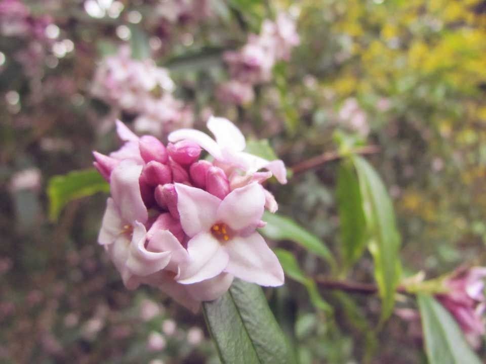 Daphne-bholua