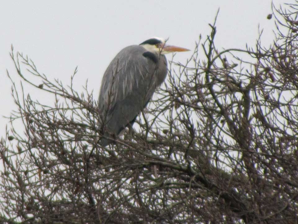  photo Heron-in-a-tree_zpshrl4mmdj.jpg
