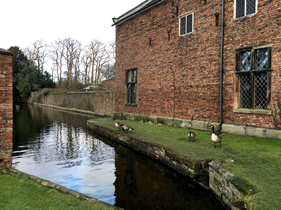 Canada geese Dunham Massey