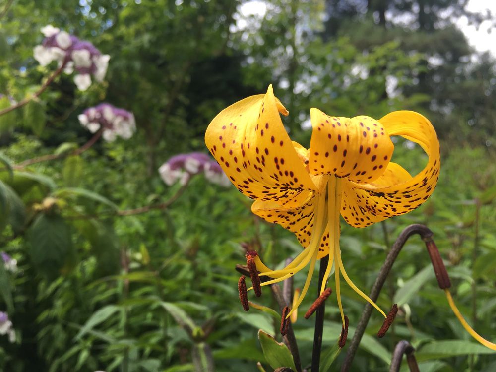 yellow tiger lily