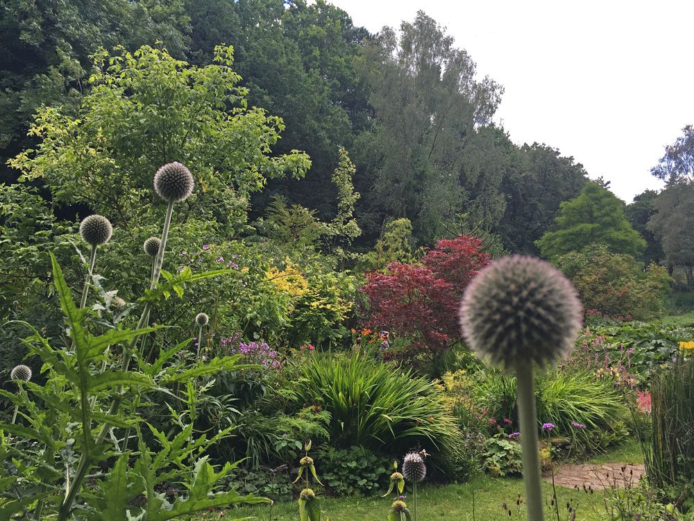 echinops