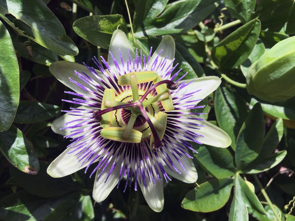 Passiflora