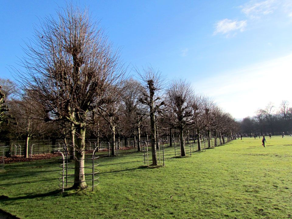 avenue of trees