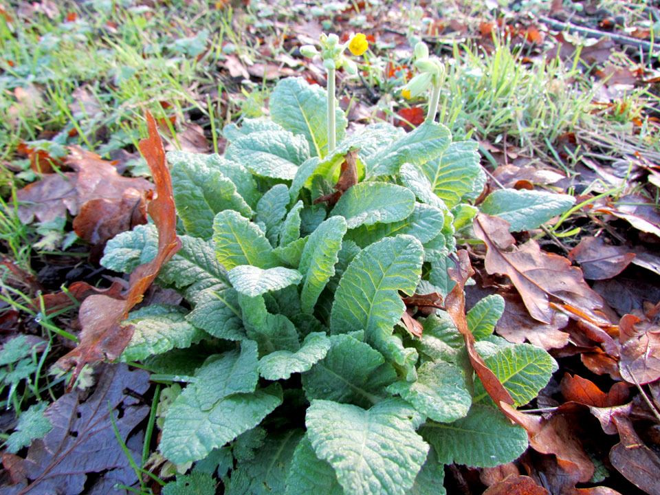 primroses