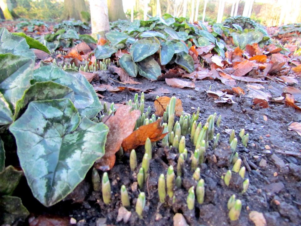 spring is appearing