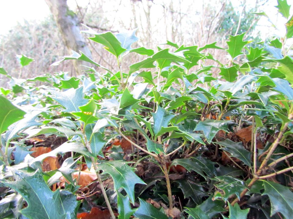 winter greenery
