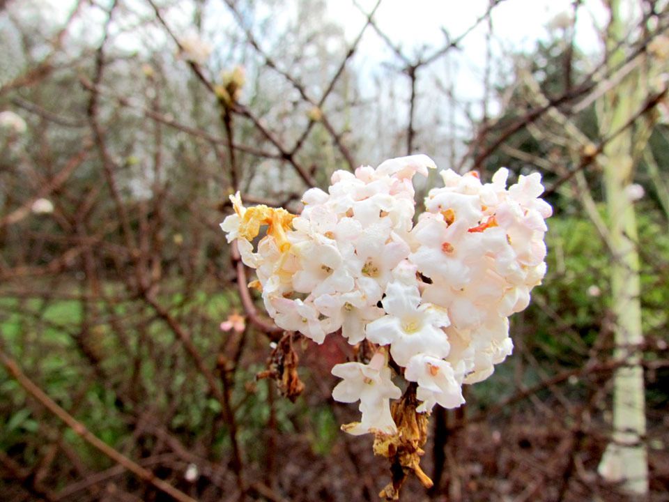 flowering shrub in winter