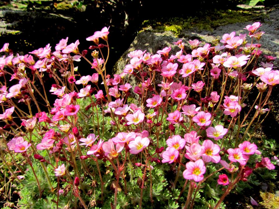 pink alpine plant
